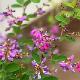 Lespedeza bicolor 'Summer Beauty'