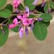 Lespedeza bicolor 'Summer Beauty'