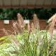 Pennisetum viridescens