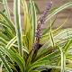 Liriope muscari 'Silvery Sunproof'