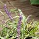 Liriope muscari 'Silvery Sunproof'