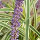 Liriope muscari 'Silvery Sunproof'