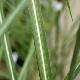 Miscanthus sinensis 'Grosse Font�ne'