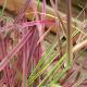 Pennisetum setaceum 'Fireworks'