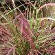 Pennisetum setaceum 'Fireworks'