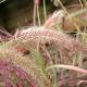 Pennisetum setaceum 'Fireworks'