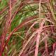 Pennisetum setaceum 'Fireworks'