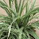 Liriope spicata 'Silver Dragon'