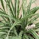 Liriope spicata 'Silver Dragon'