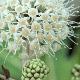 Aralia du Japon panach�e