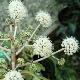 Aralia du Japon panach�e