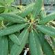 Rhododendron auriculatum