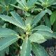 Rhododendron decorum