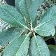 Rhododendron hodgsonii 