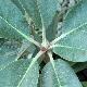 Rhododendron hodgsonii 