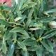 Rhododendron insigne