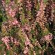 Bruy�re d'automne Marleen