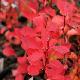 Berberis thunbergii 'Red Rocket'