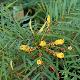 Mahonia sans �pines Soft Caress