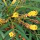 Mahonia sans �pines Soft Caress