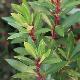 Drimys lanceolata 'Red Spice'