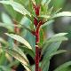 Drimys lanceolata 'Red Spice'