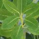 Drimys winteri var latifolia
