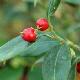 Sarcococca � feuilles de ruscus