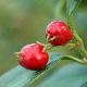 Sarcococca � feuilles de ruscus