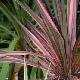 Cordyline australis 'Pink Fire'