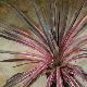 Cordyline australis 'Pink Fire'