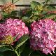 Hydrangea macrophylla 'Red Angel'