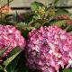 Hydrangea macrophylla 'Red Angel'