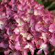 Hydrangea macrophylla 'Red Angel'
