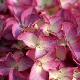 Hydrangea macrophylla 'Red Angel'
