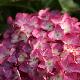 Hydrangea macrophylla 'Red Angel'