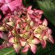 Hydrangea macrophylla 'Red Angel'