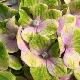 Hydrangea Magical Amethyst � 