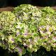 Hydrangea Magical Amethyst � 
