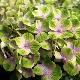 Hydrangea Magical Amethyst � 