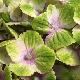 Hydrangea Magical Amethyst � 