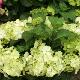 Hortensia Magical Noblesse 
