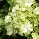Hortensia Magical Noblesse 