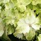 Hortensia Magical Noblesse 