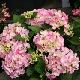 Hortensia Sweet Fantasy