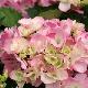Hortensia Sweet Fantasy
