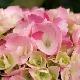Hortensia Sweet Fantasy