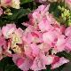 Hortensia Sweet Fantasy