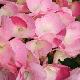 Hortensia Sweet Fantasy