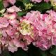 Hortensia Sweet Fantasy
